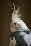 vogelfotos nymphensittich