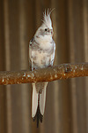 vogelfotos nymphensittich