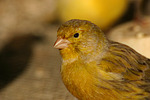 vogelfotos kanarienvogel
