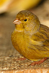 vogelfotos kanarienvogel
