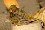vogelfotos kanarienvogel