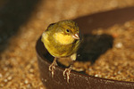 vogelfotos kanarienvogel
