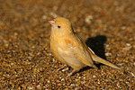 vogelfotos kanarienvogel
