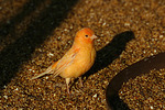 vogelfotos kanarienvogel