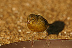 vogelfotos kanarienvogel