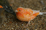 vogelfotos kanarienvogel