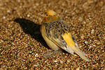 vogelfotos kanarienvogel