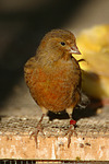 vogelfotos kanarienvogel