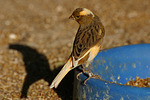 vogelfotos kanarienvogel