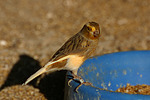 vogelfotos kanarienvogel