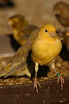 vogelfotos kanarienvogel
