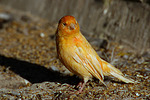 vogelfotos kanarienvogel