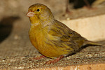 vogelfotos kanarienvogel