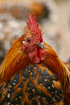 vogelfotos huhn_-_federfuessiges_zwerghuhn