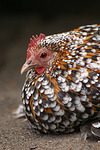 vogelfotos huhn_-_federfuessiges_zwerghuhn