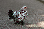 vogelfotos huhn_-_federfuessiges_zwerghuhn