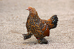vogelfotos huhn_-_federfuessiges_zwerghuhn