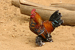 vogelfotos huhn_-_federfuessiges_zwerghuhn