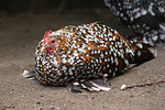 vogelfotos huhn_-_federfuessiges_zwerghuhn