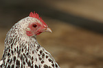 vogelfotos huhn_-_federfuessiges_zwerghuhn