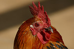 vogelfotos huhn_-_federfuessiges_zwerghuhn