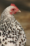 vogelfotos huhn_-_federfuessiges_zwerghuhn