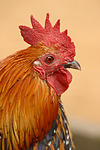 vogelfotos huhn_-_federfuessiges_zwerghuhn