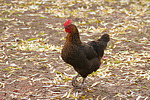 vogelfotos huhn_(alle)