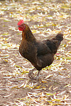vogelfotos huhn_(alle)