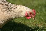 vogelfotos huhn_(alle)