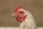 vogelfotos huhn_(alle)