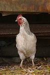 vogelfotos huhn_(alle)