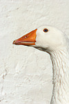 vogelfotos gans
