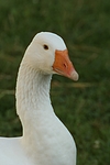 vogelfotos gans