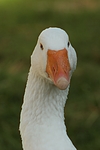 vogelfotos gans