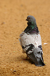 vogelfotos taube_(alle)