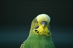vogelfotos wellensittich