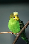 vogelfotos wellensittich