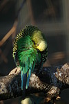 vogelfotos wellensittich