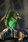 vogelfotos wellensittich
