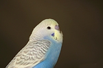 vogelfotos wellensittich