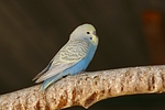 vogelfotos wellensittich