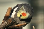 vogelfotos nymphensittich
