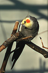 vogelfotos nymphensittich