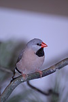 vogelfotos zebrafink