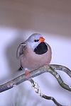vogelfotos zebrafink