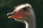 vogelfotos strauss