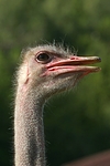 vogelfotos strauss
