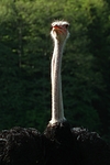 vogelfotos strauss