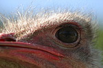 vogelfotos strauss